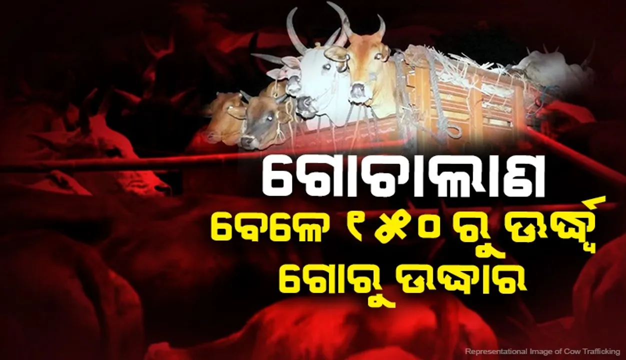  ଆନନ୍ଦପୁର-ଠାକୁରମୁଣ୍ଡା ରାସ୍ତାରେ ଚଢ଼ଉ, ୧୫୦ରୁ ଊର୍ଦ୍ଧ୍ବ ଗୋରୁ ଉଦ୍ଧାର, ୧୦ ଗୋଚାଲାଣକାରୀ ଅଟକ