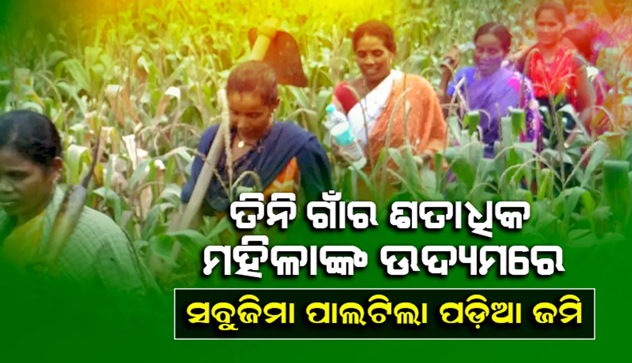  ତିନି ଗାଁର ଶତାଧିକ ମହିଳାଙ୍କ ଉଦ୍ୟ‌ମରେ ସବୁଜିମା ପାଲଟିଲା ପଡ଼ିଆ ଜମି
