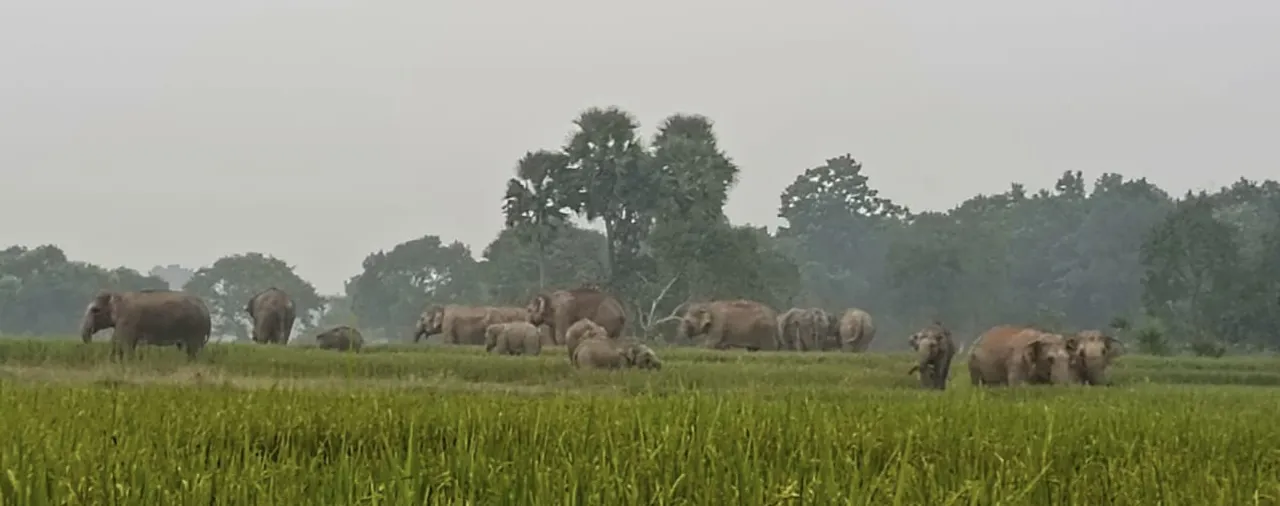  ପୁଣି ପଶିଲେ ୧୦ଟିକିଆ ହାତୀପଲ; ସଂଖ୍ୟା ପହଞ୍ଚିଲା ୭୩