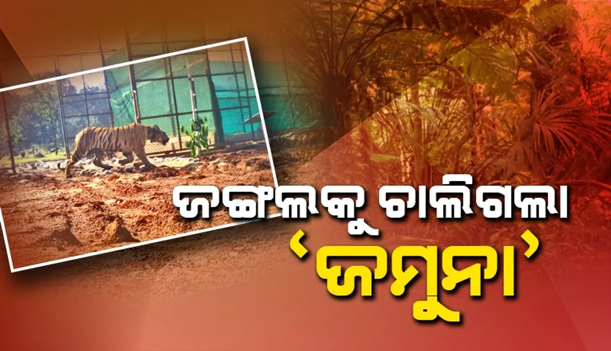  ଶିମିଳିପାଳ ଜାତୀୟ ଉଦ୍ୟାନ ଛାଡ଼ି ଜଙ୍ଗଲକୁ ଚାଲିଗଲା ବାଘୁଣୀ 'ଜମୁନା'