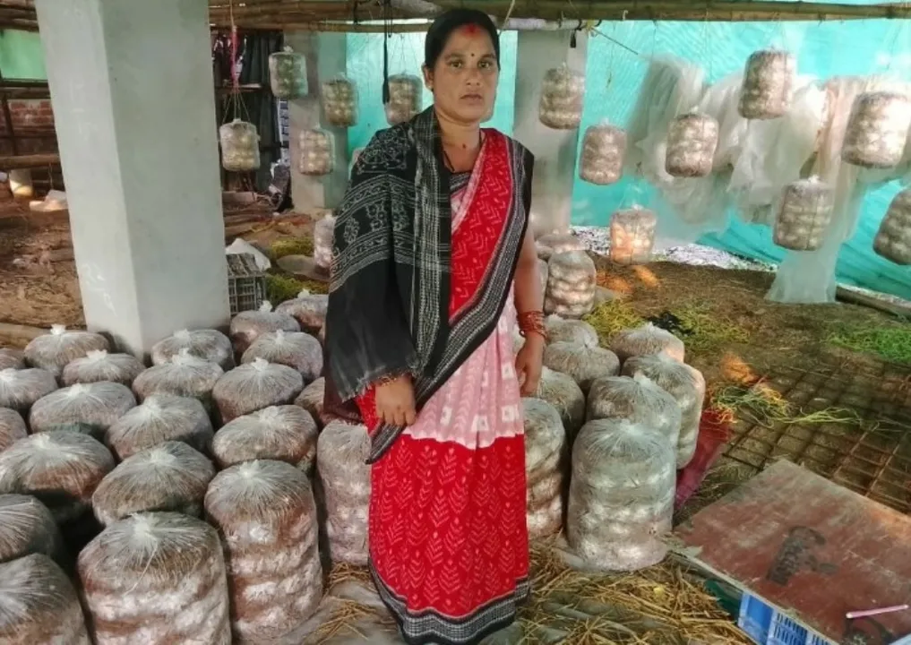  ଛତୁଚାଷ କରି ସ୍ୱାବଲମ୍ବୀ ହୋଇଛନ୍ତି ପ୍ରଭାସିନୀ