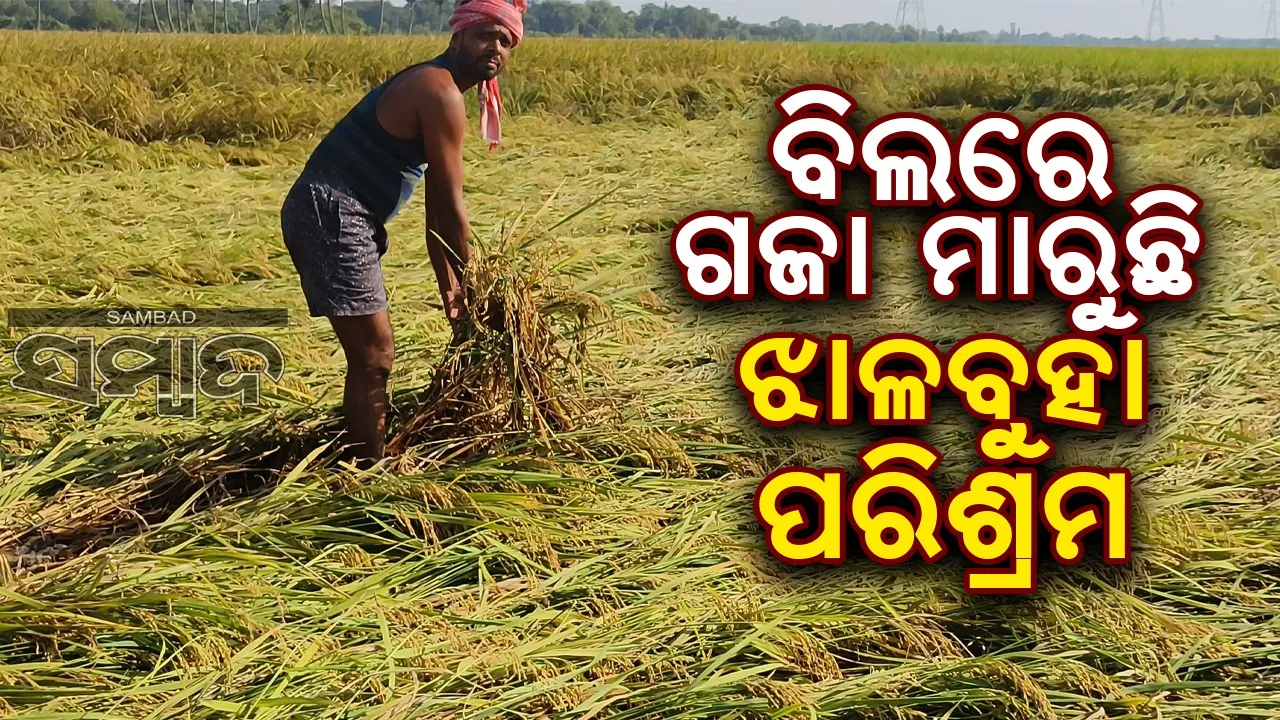  ଦାନା ଉଜାଡ଼ିଲା ବର୍ଷକର ଦାନା: ଅଭିଯୋଗ ଶୁଣୁନାହାନ୍ତି ଅଧିକାରୀ