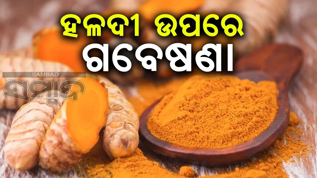  ହଳଦୀ ପାଲଟିଛି ମନ୍ଥର ବିଷ!: ଗବେଷଣାରୁ ଆଶ୍ଚର୍ଯ୍ୟ ଜନକ ତଥ୍ୟ ପ୍ରକାଶ