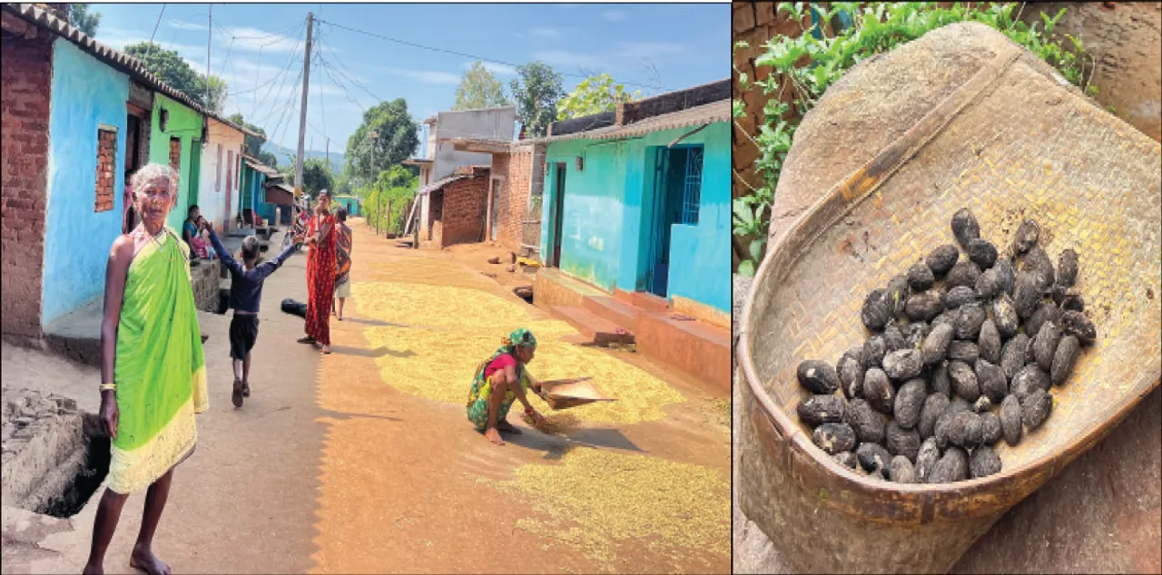  ଗ୍ରାଉଣ୍ଡ ଜିରୋରେ ‘ସମ୍ବାଦ’ ଟିମ୍‌: ଏବେ ବି ଖାଉଛନ୍ତି ଆମ୍ବଟାକୁଆ ଜାଉ