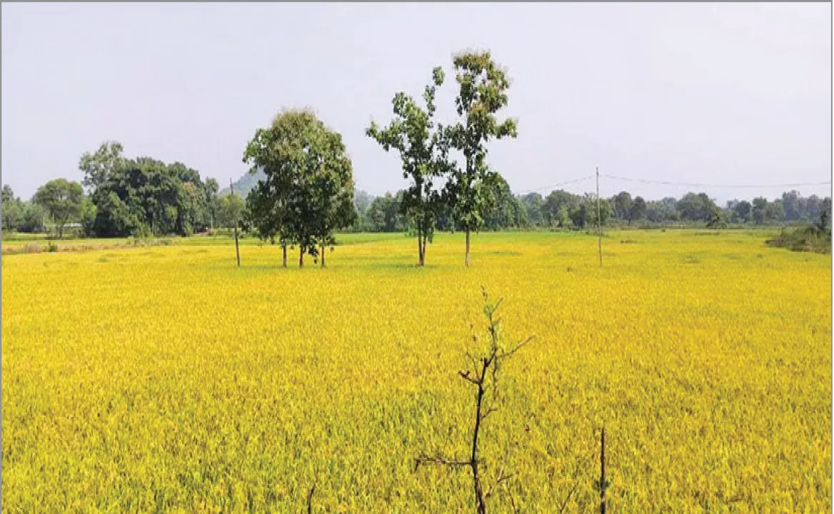  ବିପଦରେ କଳାହାଣ୍ଡିର ପାରମ୍ପରିକ ଚାଷ: ହାଇବ୍ରିଡ୍‌ ଫସଲ ପାଇଁ ଜୈବିକ ଚାଷ ପ୍ରଭାବିତ