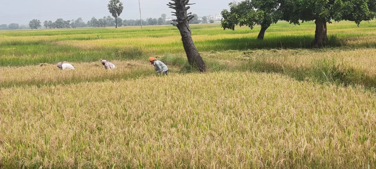  ସାଟେଲାଇଲ ସର୍ଭେ ପରେ ମାଲକାନଗିରି ଜିଲ୍ଲାରେ ୧୬,୪୮୨ ଚାଷୀ ଫେକ