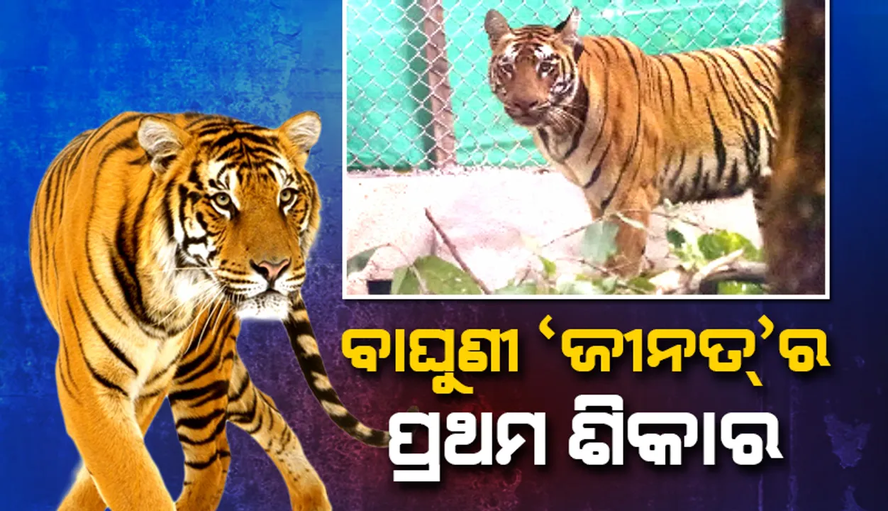  ଘୁଷୁରିକୁ ମାରି ଖାଇଲା ବାଘୁଣୀ ‘ଜୀନତ୍‌