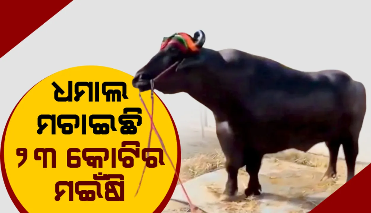  କୃଷିମେଳାରେ ଧମାଲ ମଚାଇଛି ୨୩ କୋଟିର ମଇଁଷି: ଦୈନିକ ୨୦ଟି ଅଣ୍ଡା ଖାଉଛି