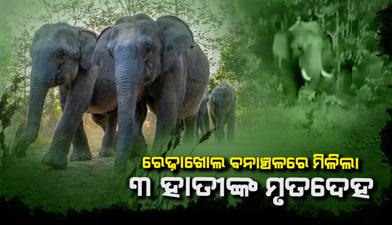  ରେଢ଼ାଖୋଲ ବନାଞ୍ଚଳରେ ମିଳିଲା ୩ ହାତୀଙ୍କ ମୃତଦେହ