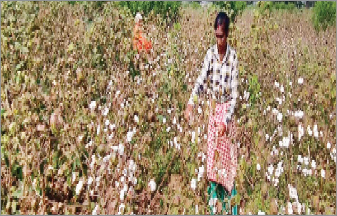  ନୂଆପଡ଼ା ଜିଲ୍ଲାରେ ଖୋଲିନି ମଣ୍ଡି: କପା ଚାଷୀ ଅଭାବୀ ବିକ୍ରିର ଶିକାର