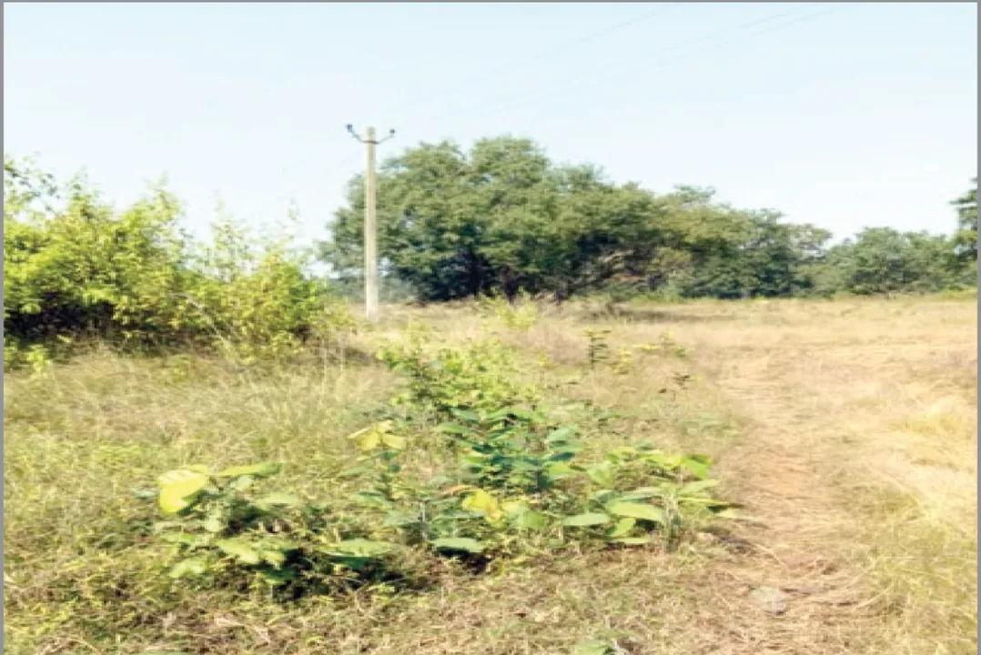  ନକଲି ଜମି, ନକଲି ଚାଷ: ୧୭ ହଜାର ପ୍ଲଟ୍‌ରେ ହୋଇନି ଚାଷ