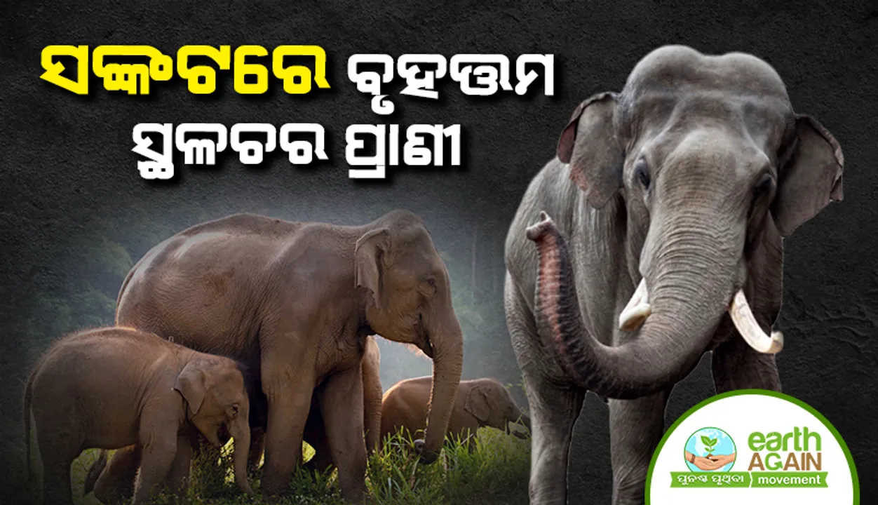  ସଂକଟରେ ବୃହତ୍ତମ ସ୍ଥଳଚର ପ୍ରାଣୀ
