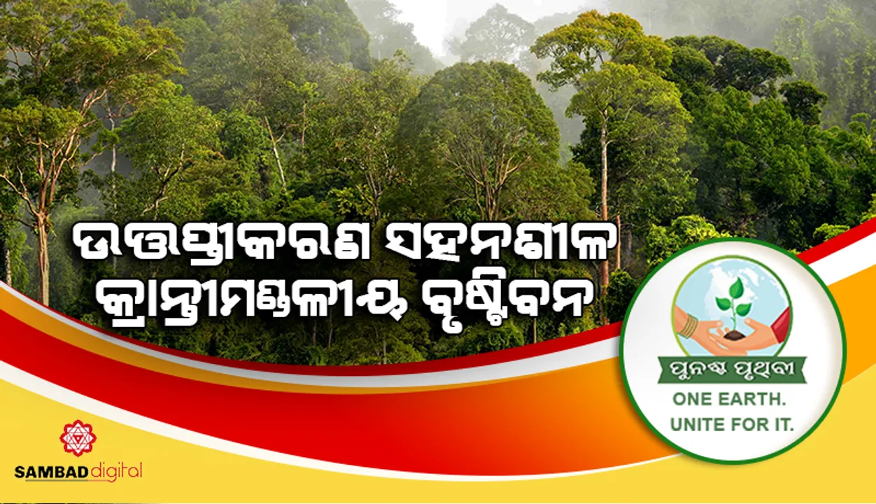  ଉତ୍ତପ୍ତୀକରଣ ସହନଶୀଳ କ୍ରାନ୍ତୀମଣ୍ଡଳୀୟ ବୃଷ୍ଟିବନ