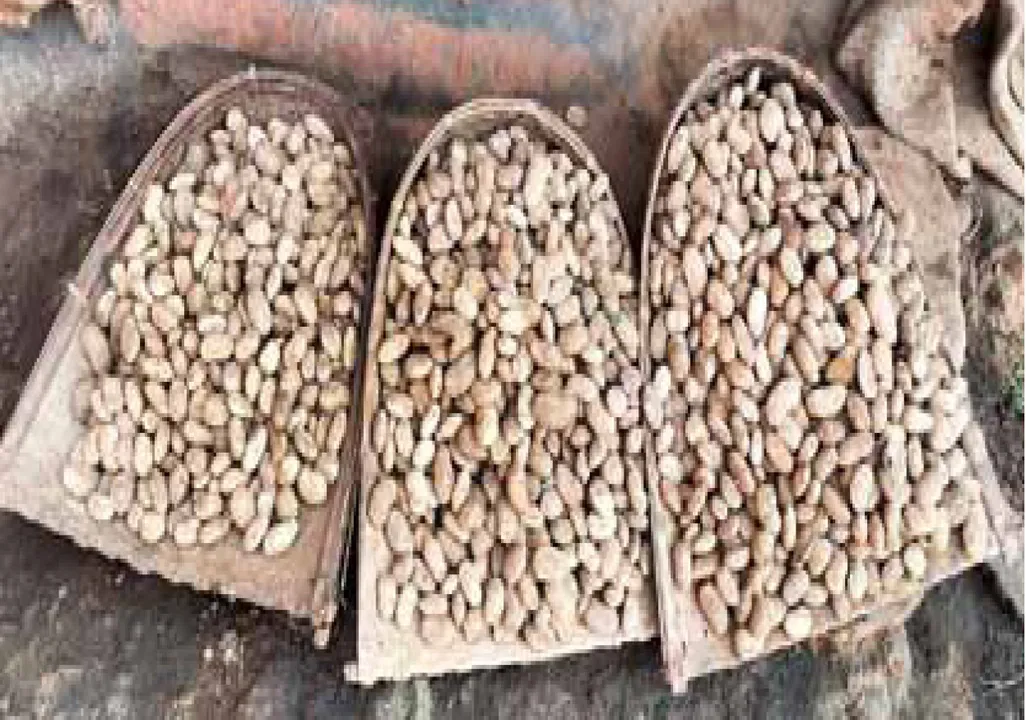  କୁଟିଆକନ୍ଧଙ୍କ ଭୋକ ମେଣ୍ଟାଉଛି ଆମ୍ବଟାକୁଆ: ମୁଣ୍ଡପିଛା ୫ କିଲୋ ଚାଉଳ ଯଥେଷ୍ଟ ନୁହେଁ