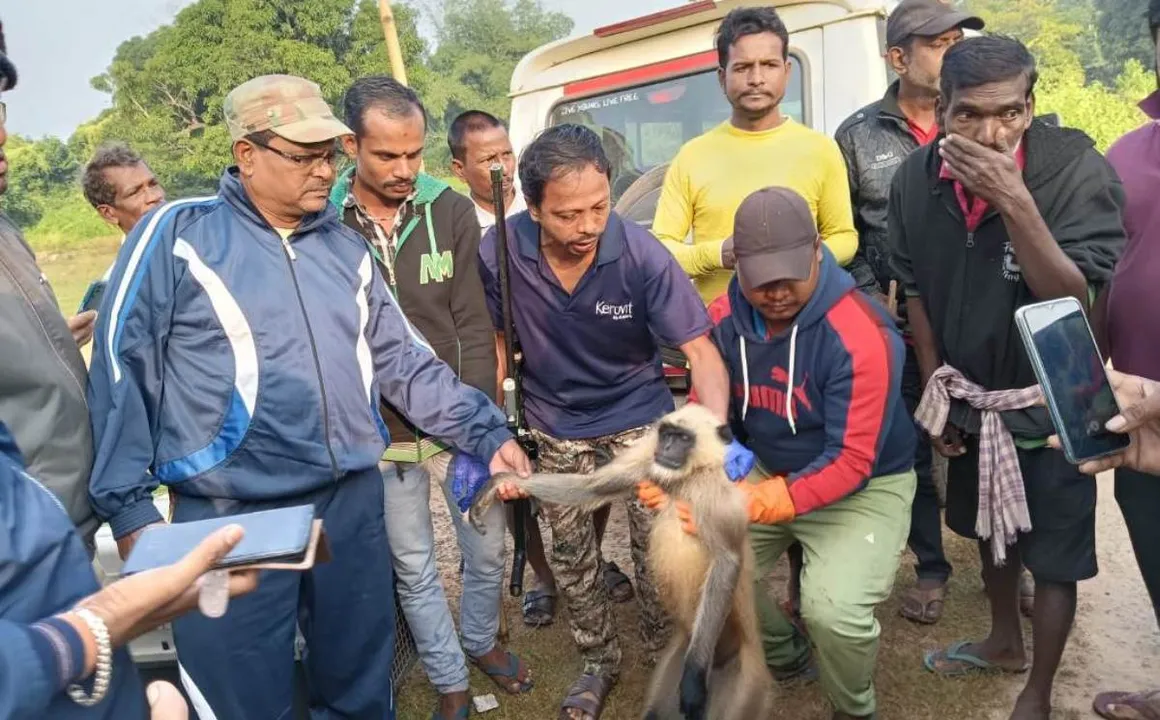  ୨ ଦିନ କସରତ ପରେ କାବୁହେଲା ଦୁର୍ଦ୍ଦାନ୍ତ ହନୁ