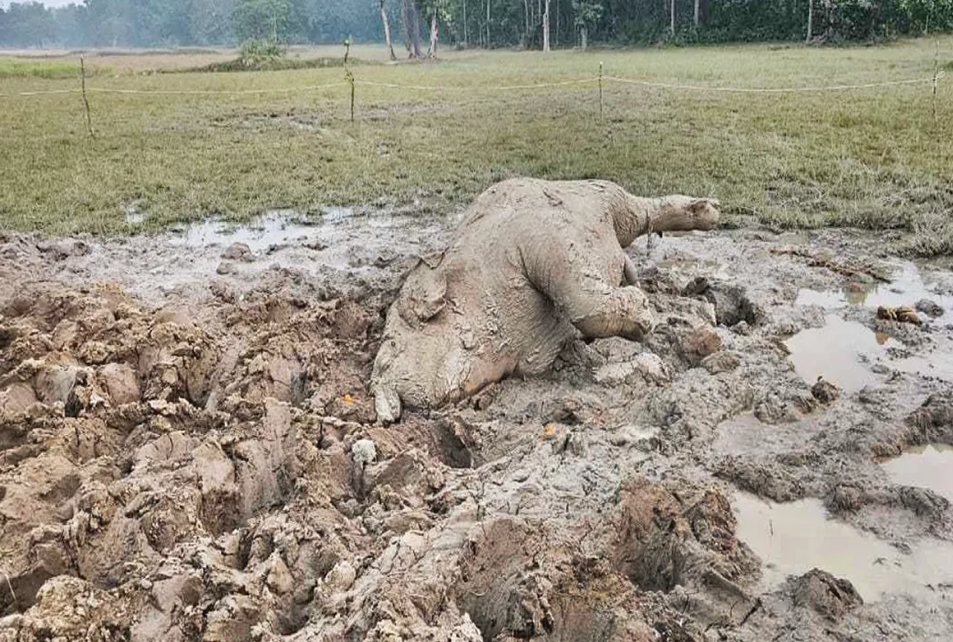  ପଙ୍କ କାଦୁଅରୁ ଦନ୍ତାର ମୃତଦେହ ଉଦ୍ଧାର