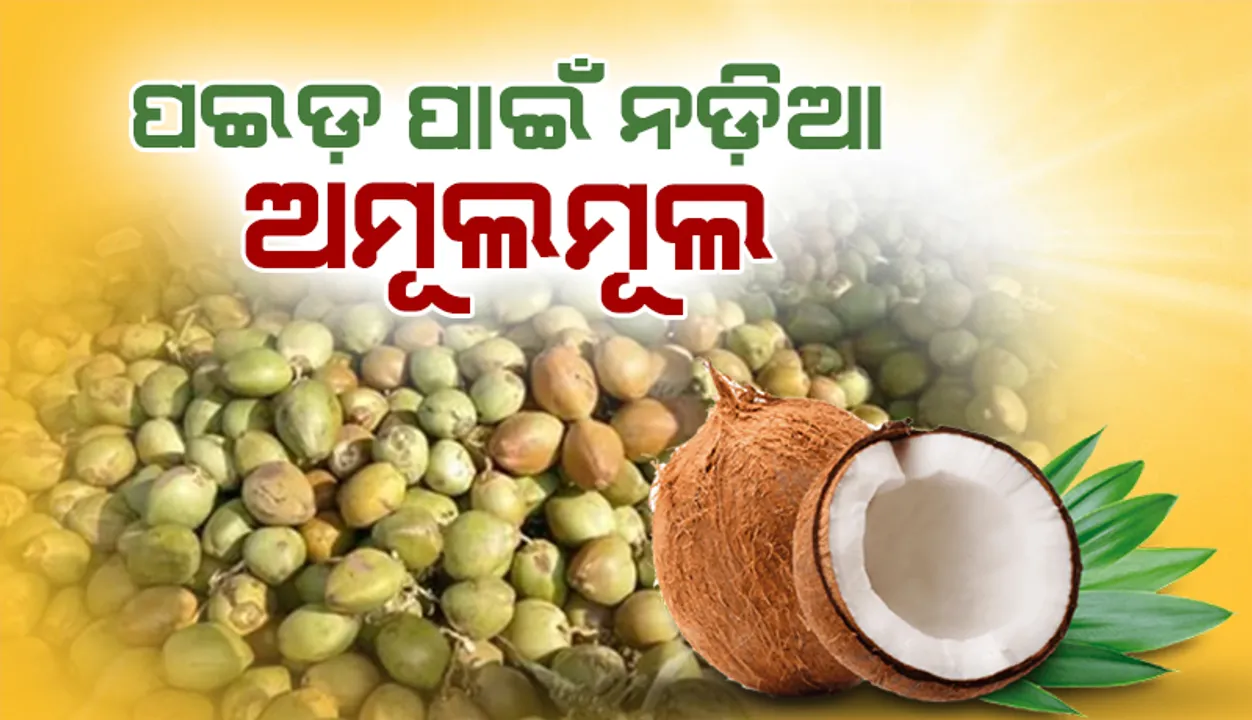  ପଇଡ଼ ପାଇଁ ନଡ଼ିଆ ଅମୂଲମୂଲ