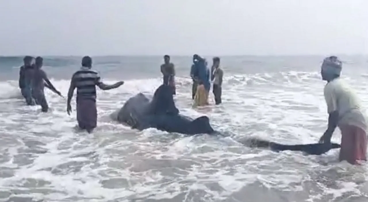  ସୋନାପୁର ବେଳାଭୂମିରେ ବିରାଟକାୟ ସାର୍କ