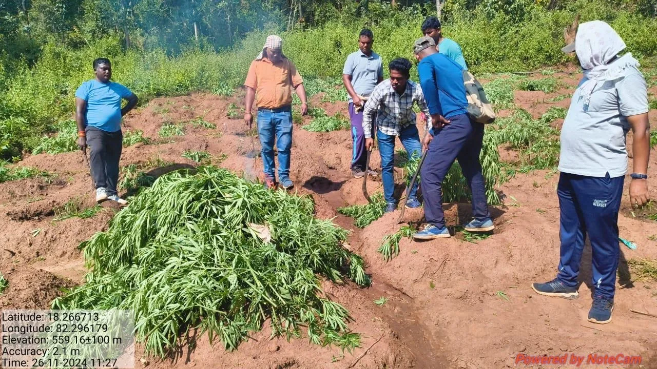  ଅପରେସନ ଗ୍ରୀନ କ୍ଲିନ: ୨୨,୫୦୦ ଗଂଜେଇ ନଷ୍ଟ କଲେ ଅବକାରୀ, ପୁଲିସ