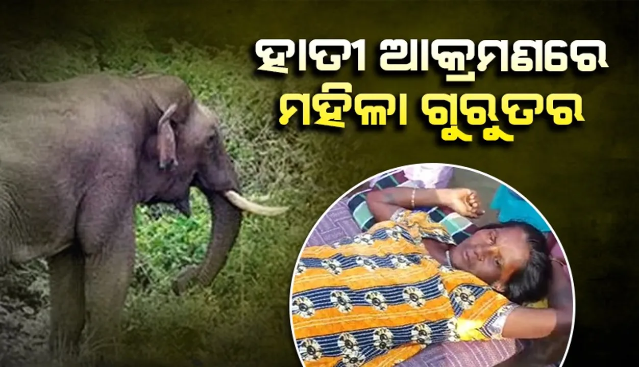 ହାତୀ ଆକ୍ରମଣରେ ମହିଳା ଗୁରୁତର, କେସିଙ୍ଗା ସ୍ୱାସ୍ଥ୍ୟକେନ୍ଦ୍ରରେ ଭର୍ତ୍ତି