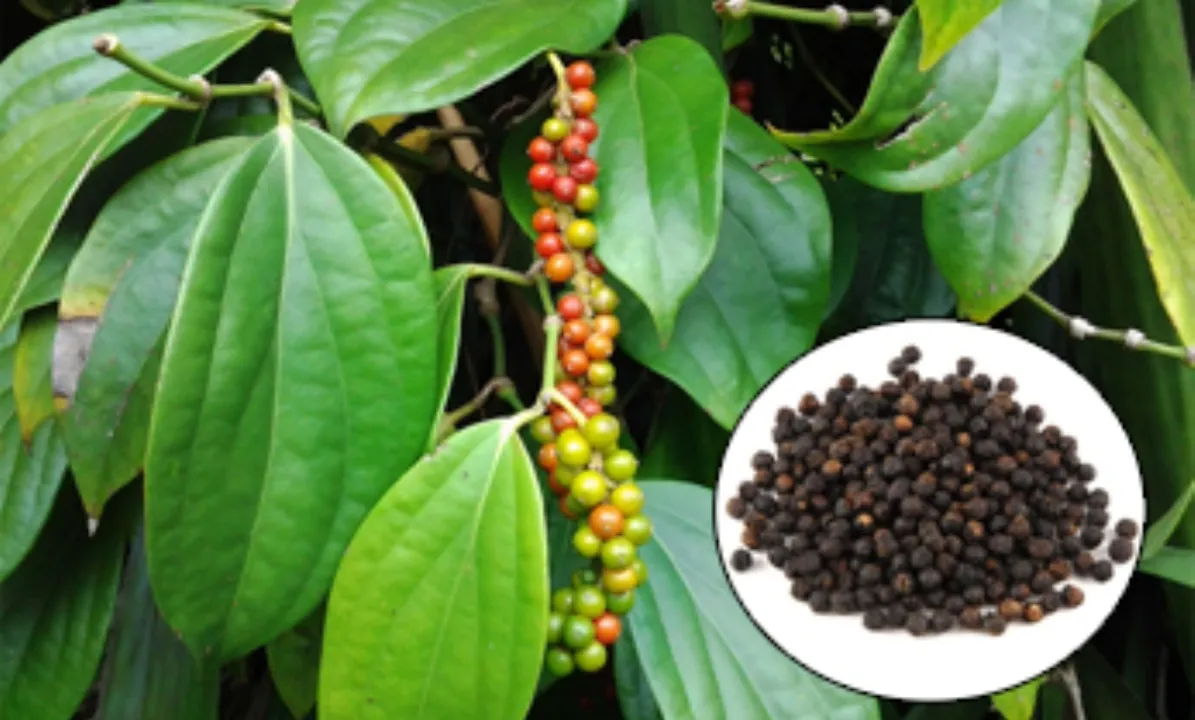  Photo: Planet ayurveda 