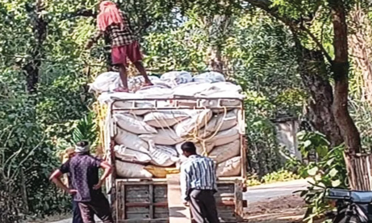  ଆଳୁ ଦେଉନଥିଲେ, ଏବେ ଧାନ ବୋହୁଛନ୍ତି!