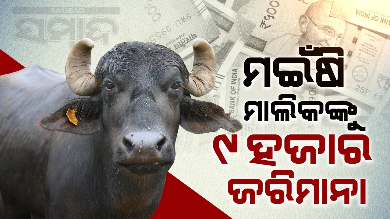  ମଇଁଷି ରାସ୍ତାରେ ମଳତ୍ୟାଗ କରିବାରୁ ମାଲିକଙ୍କୁ ୯ହଜାର ଟଙ୍କା ଜରିମାନା