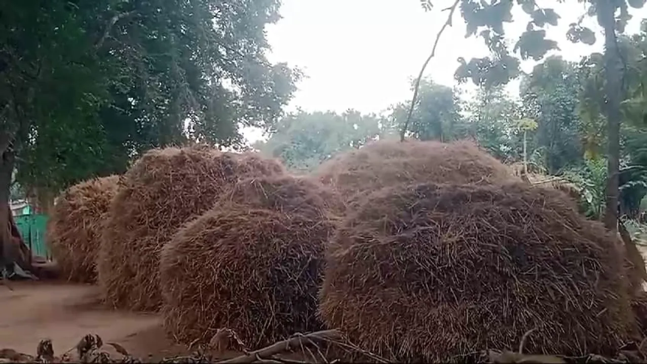  ଫେଙ୍ଗଲ୍‌ ପ୍ରଭାବରେ କୋହଲା ପାଗ: ଚାଷୀ ଛାନିଆ