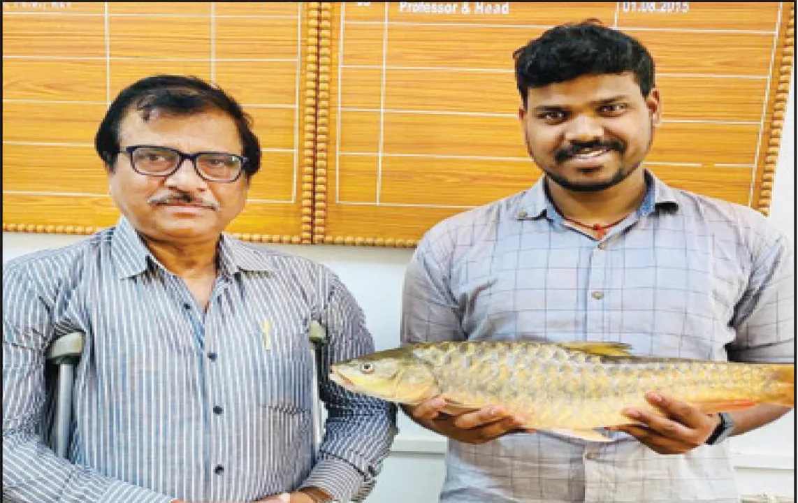  ଇନ୍ଦ୍ରାବତୀରୁ ୨ଟି ମହାସିର ପ୍ରଜାତିର ମାଛ ସନ୍ଧାନ: ସିୟୁଓ ଗବେଷକଙ୍କୁ ସଫଳତା