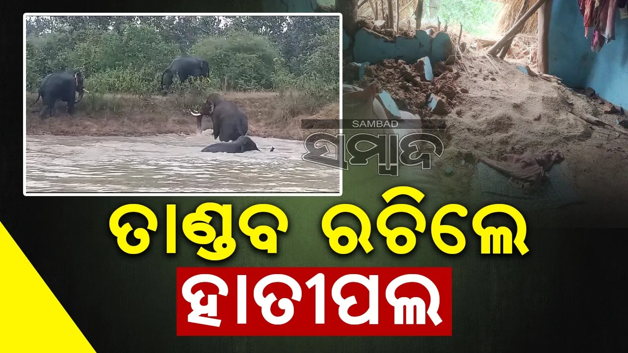  ଗଜରାଜଙ୍କ ଉତ୍ପାତ: ଦଳି‌ ପକାଉଛନ୍ତି କୁଡ଼ିଆ ଘର, ଖାଇ ଯାଉଛନ୍ତି ଫସଲ