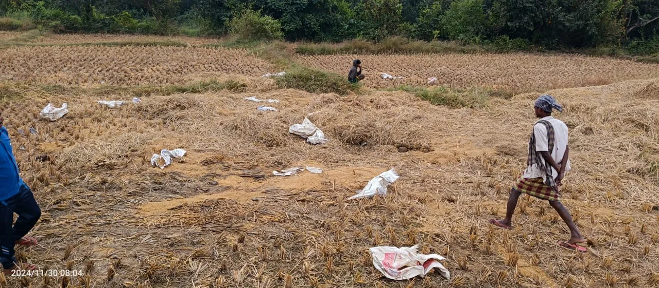  ହାତୀପଲ ଖାଇଲେ ୩୦ କ୍ୱିଣ୍ଟାଲ ଧାନ, ବୃଥା ହେଲା ଚାଷୀଙ୍କ ବର୍ଷକର ପରିଶ୍ରମ