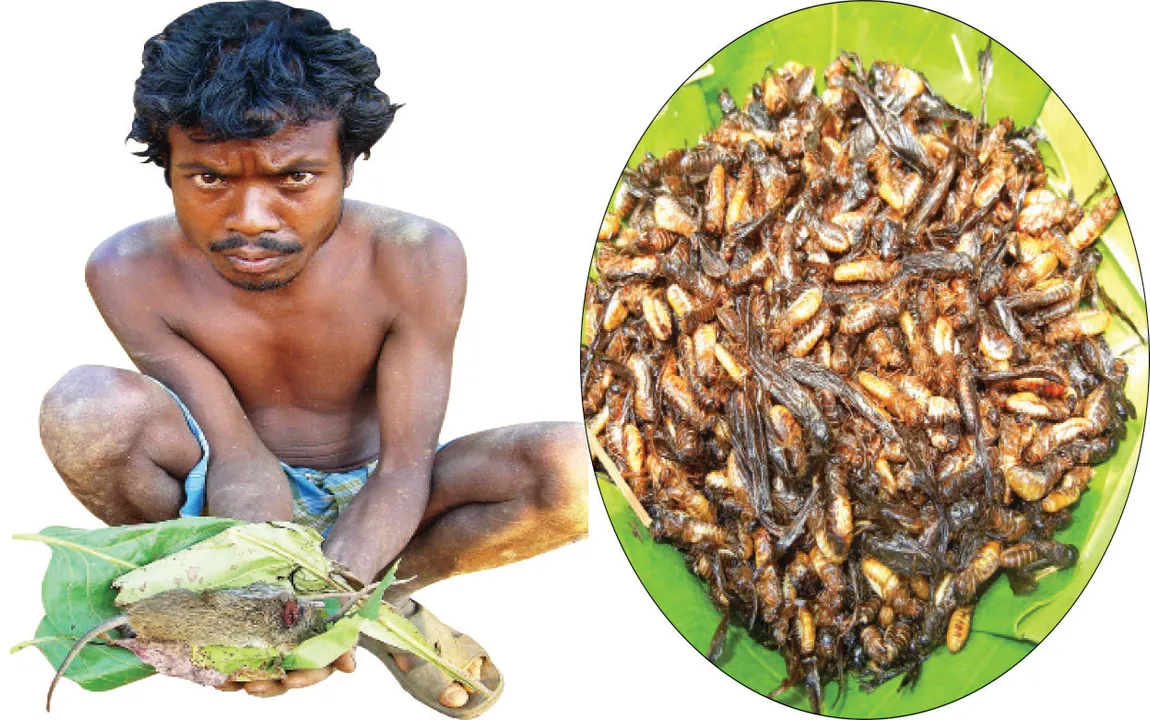  ଆଦିବାସୀଙ୍କ ରୋଷେଇଶାଳରେ  କୀଟପତଙ୍ଗ