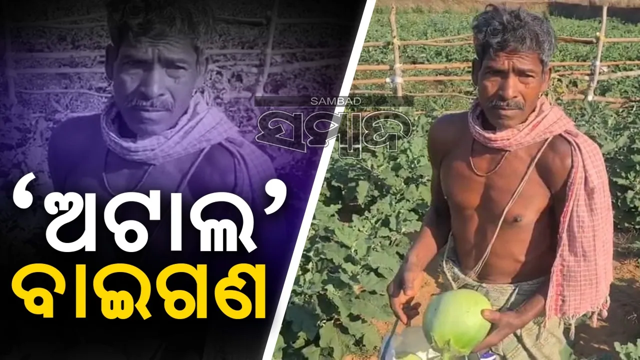  ବିଲୁପ୍ତ ପ୍ରାୟ ଗୋବିନ୍ଦପାଲ୍ଲୀର ‘ଅଟାଲ‘ ବଇଗଣ