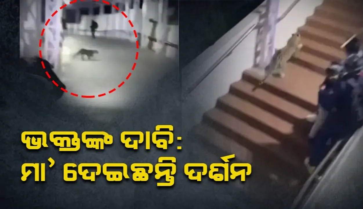  ମାତା ବୈଷ୍ଣୋଦେବୀଙ୍କ ମନ୍ଦିରର ଶିଢ଼ି ଚଢ଼ିଚଢ଼ି ଯାଉଛି ବାଘ: ଭିଡିଓ ଭାଇରାଲ
