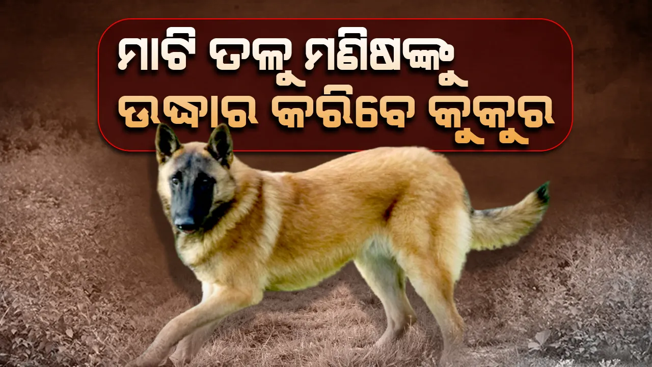  ମାଟି ତଳୁ ମଣିଷଙ୍କୁ ଉଦ୍ଧାର କରିବେ କୁକୁର