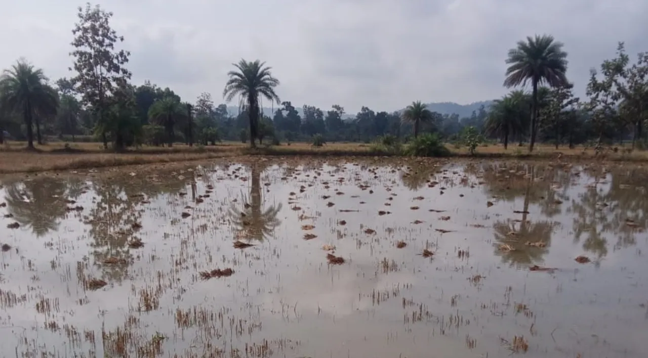  ଅଦିନିଆ ବର୍ଷା ନେଇ ଚାଷୀଙ୍କ ଚିନ୍ତା ବଢ଼ିଲା: ଏକର ଏକର ଚାଷ ଜମିରେ ପାଣି ଭର୍ତ୍ତି