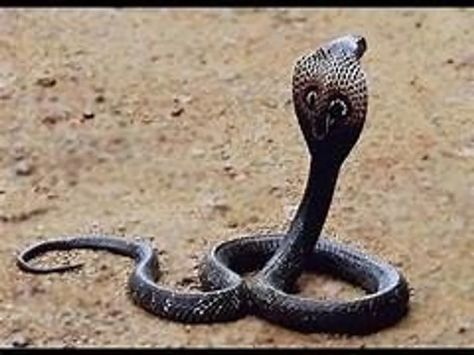  ମୋ ଝିଅକୁ ୫ବର୍ଷ ଭିତରେ ୧୧ଥର ସାପ କରିସାରିଲାଣି ଦଂଶନ