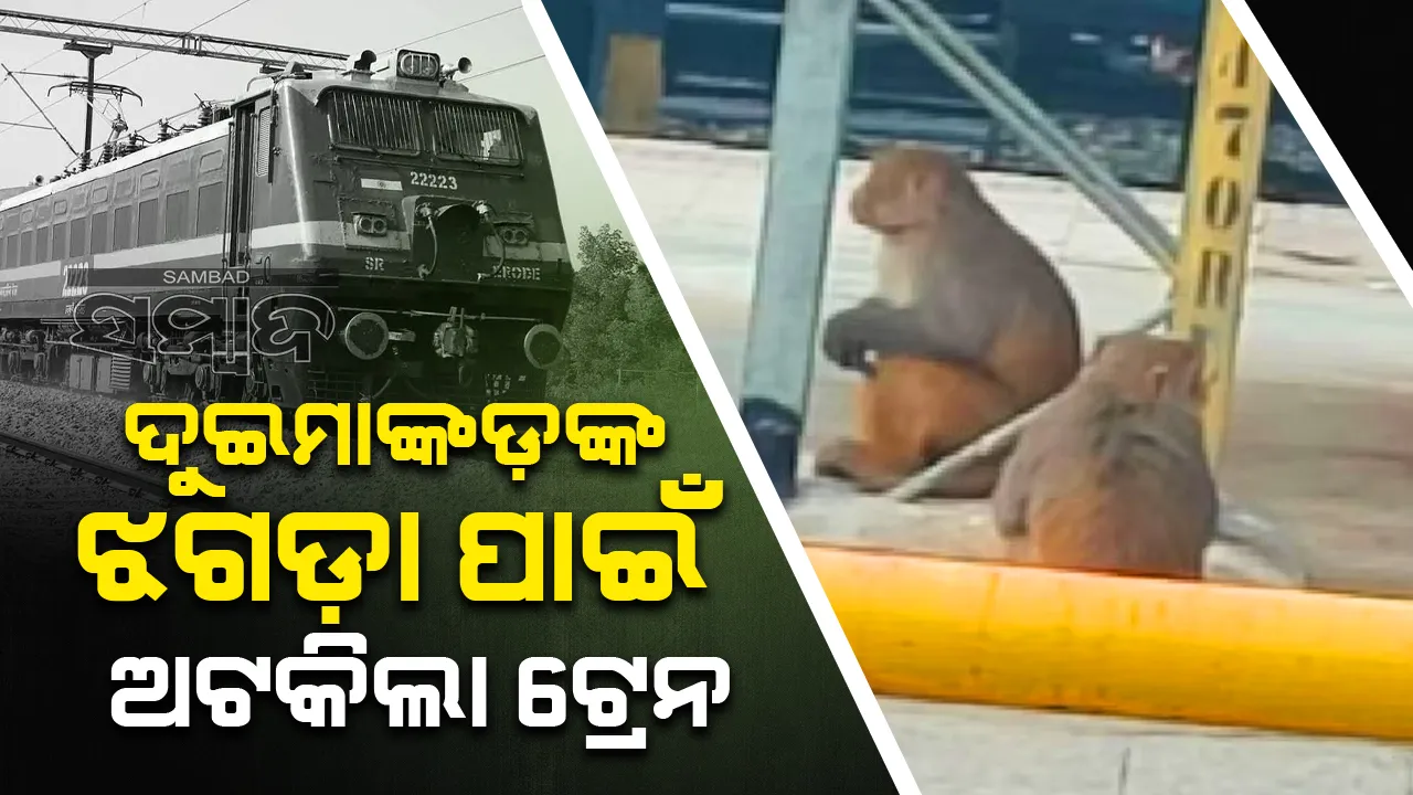  ଗୋଟିଏ କଦଳୀ ପାଇଁ ଦୁଇମାଙ୍କଡ଼ଙ୍କ ମଧ୍ୟରେ ଝଗଡ଼ା; ଟ୍ରେନ ସେବା ବ୍ୟାହତ