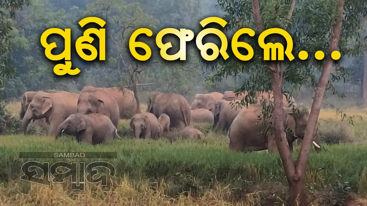  ନୀଳଗିରିରେ ୪ଦିନ ରହି ପୁଣି ବେତନଟୀ ଫେରିଲେ ୫୫ଟିକିଆ ଝାଡ଼ଖଣ୍ଡୀ ହାତୀପଲ