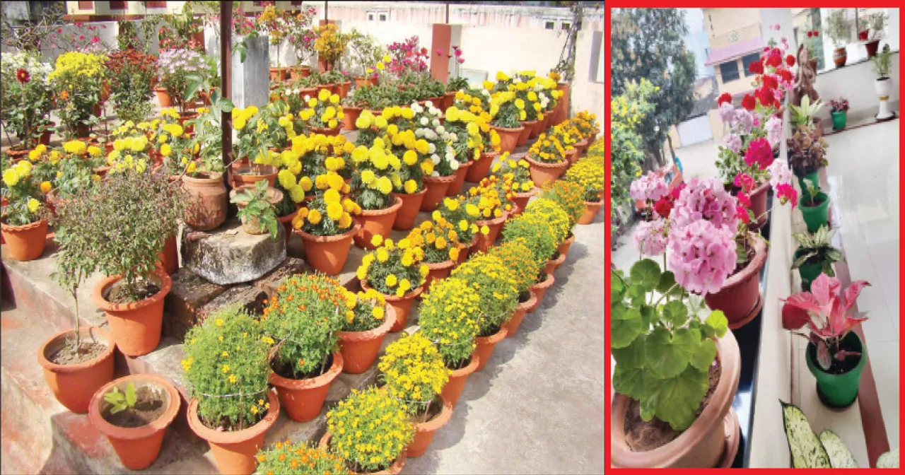  ସଉକ ସହ ଆବଶ୍ୟକତା ପୂରଣରେ ଛାତ ଉପର ବଗିଚା