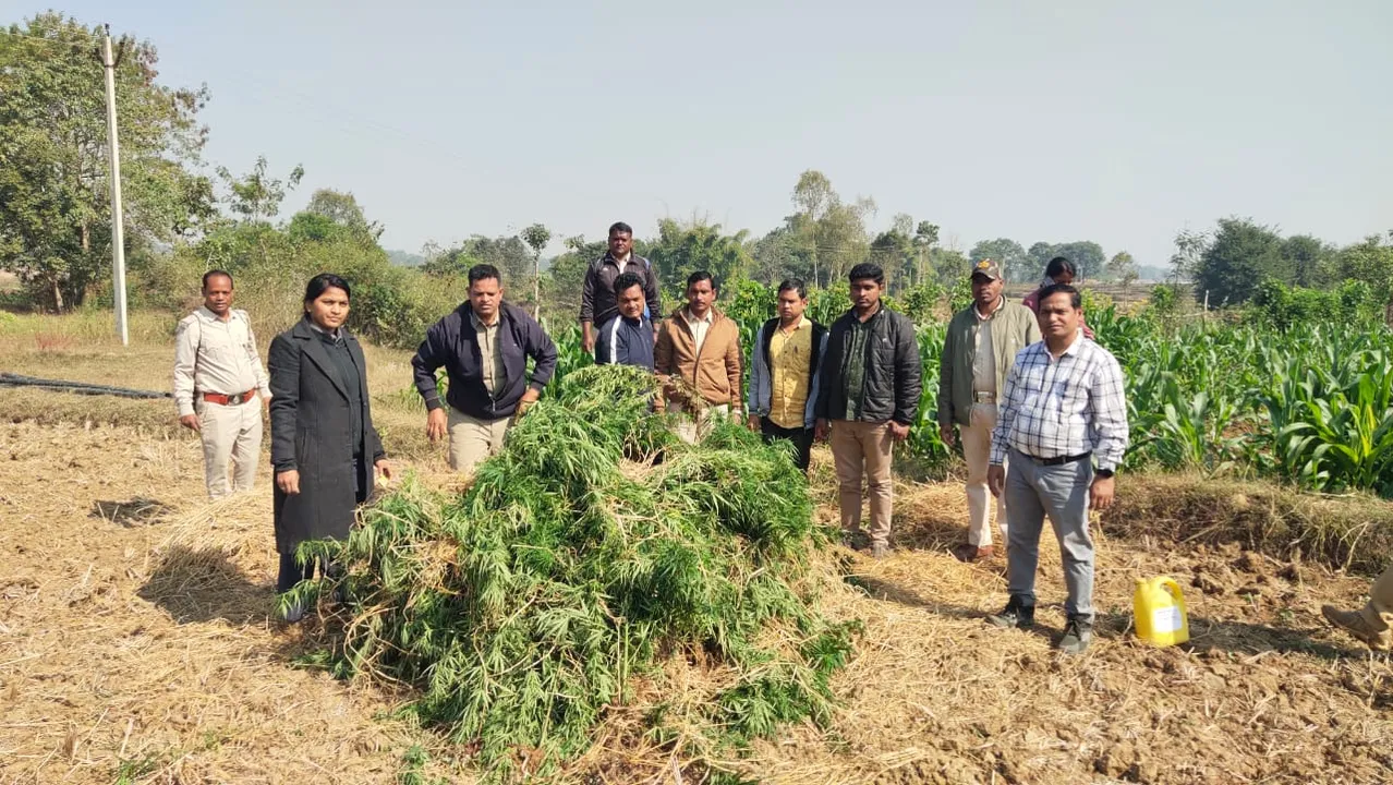 ୩ କୋଟି ଟଙ୍କାର ଗଞ୍ଜେଇ ନଷ୍ଟ କଲା ପ୍ରସାଶନ; ଜଣେ ଅଟକ