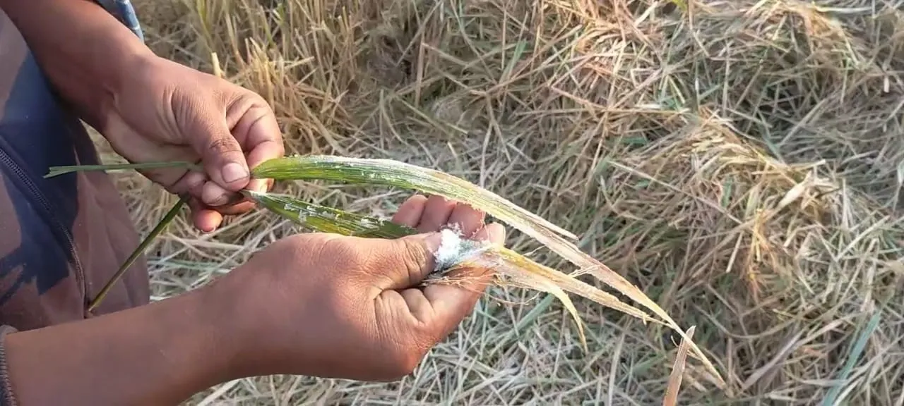  ୫ଡିଗ୍ରୀ ତଳକୁ ଖସିଲା ଘୁ.ଉଦୟଗିରି ତାପମାତ୍ରା
