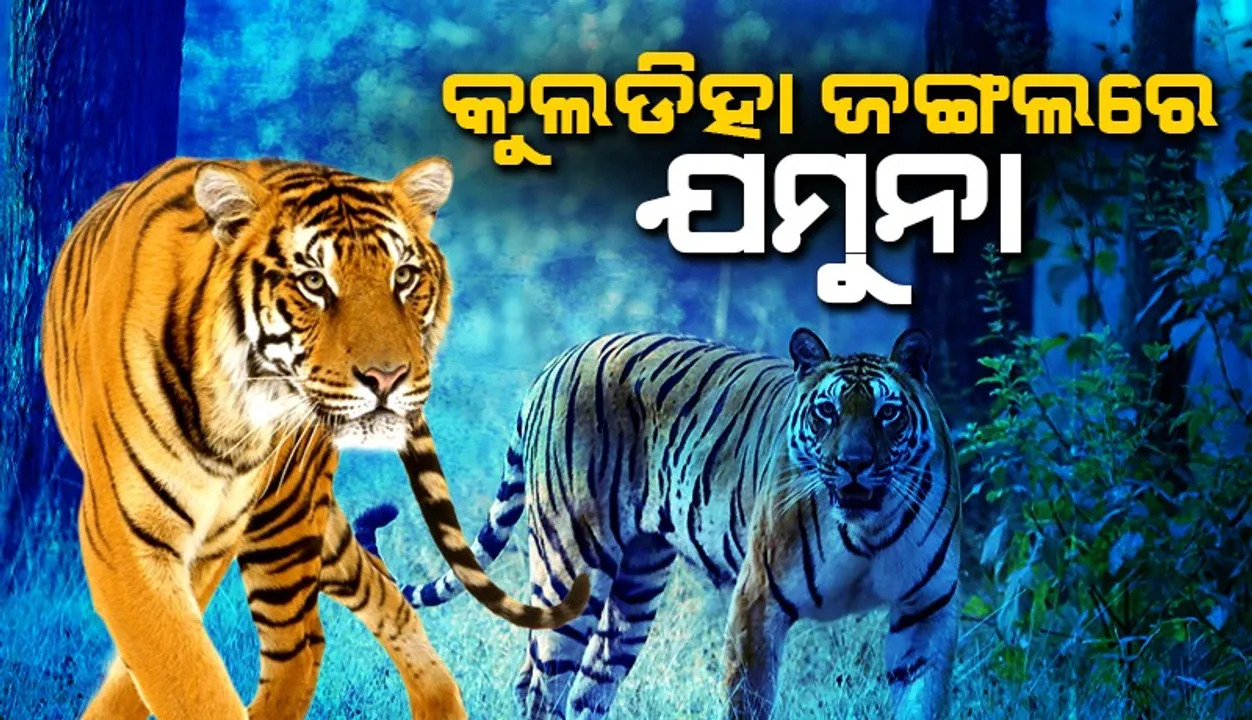  କୁଲଡିହାମୁହାଁ ‘ଯମୁନା’: ସୋନ ନଦୀପଠାରେ ବାଘ ପାଦଚିହ୍ନ
