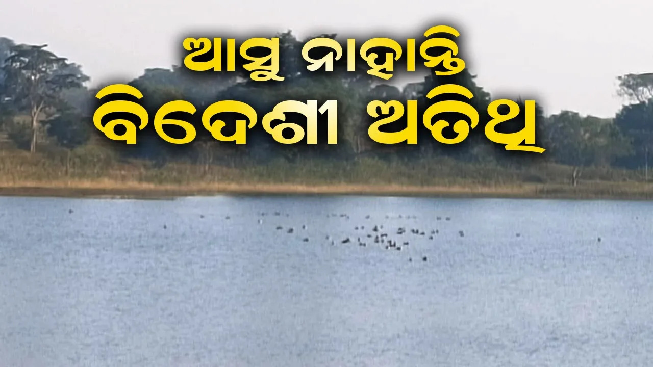  ଜଳାଶୟରେ ଦେଖିବାକୁ ମିଳୁନାହାଁନ୍ତି ପକ୍ଷୀ