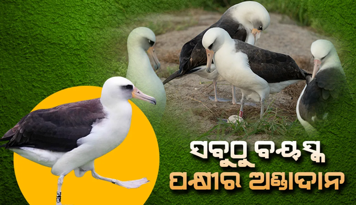  ସବୁଠୁ ବୟସ୍କ ପକ୍ଷୀର ଅଣ୍ଡାଦାନ