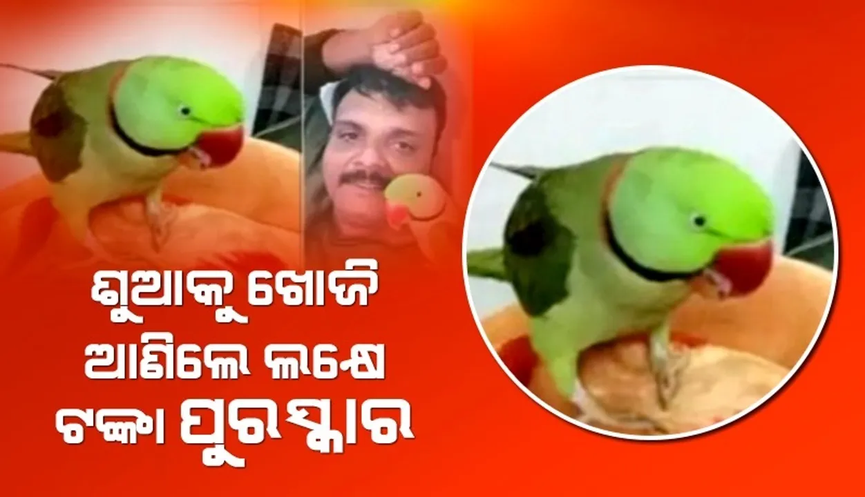  ନିଖୋଜ ଶୁଆକୁ ଖୋଜି ଆଣିଲେ ମିଳିବ ଲକ୍ଷେ ଟଙ୍କାର ପୁରସ୍କାର