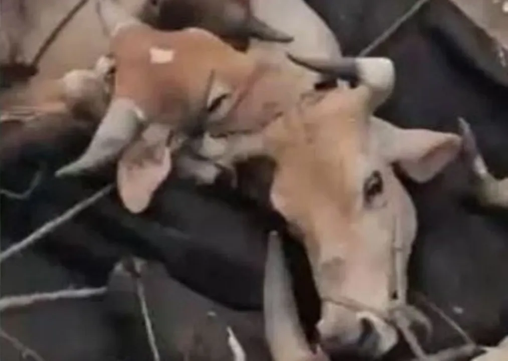  Cattle smuggling Photograph: (X) 