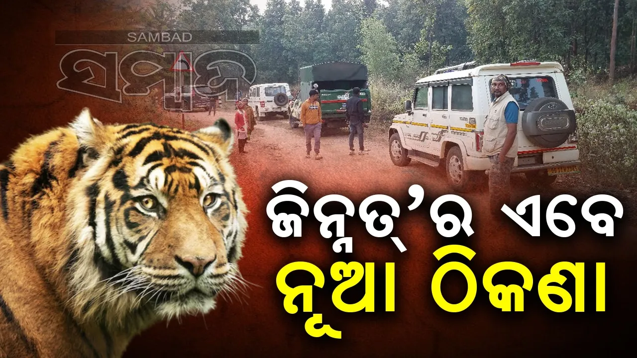  Tigress Jinnat  Photograph: (Sambad ) 