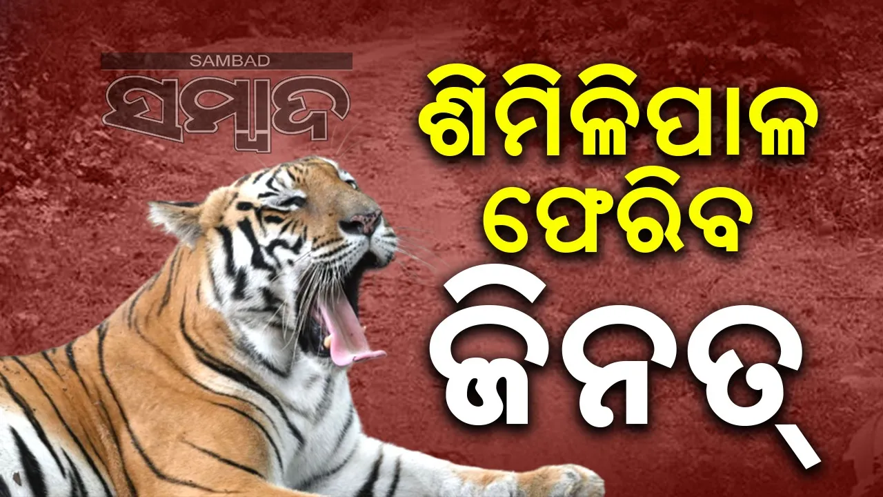  ପଶ୍ଚିମବଙ୍ଗରେ ଥିବା ବାଘୁଣୀ ଜିନତ ଓଡ଼ିଶା ଫେରିବ