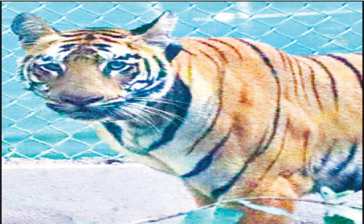  ମାସକରେ ୨୨ ମହାବଳ ମୃତ: ୨ ମାସରେ ଓଡ଼ିଶାରେ ଦୁଇ ମଲେଣି